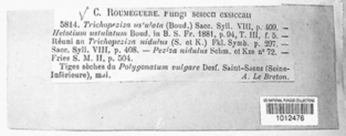 Trichopeziza ustulata image